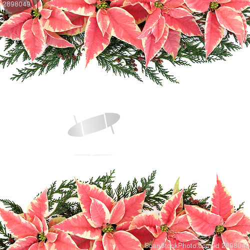 Image of Poinsettia Flower Border