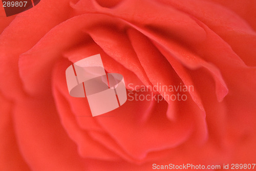 Image of rose background
