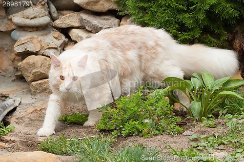 Image of Walking Maine Coon