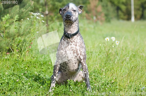 Image of Xoloitzcuintle - hairless mexican dog portrait