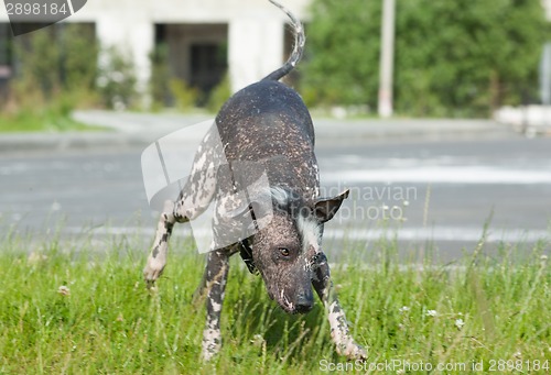 Image of Xoloitzcuintle - hairless mexican dog