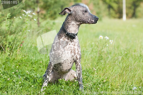 Image of Xoloitzcuintle - hairless mexican dog portrait