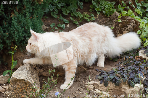 Image of Maine Coon