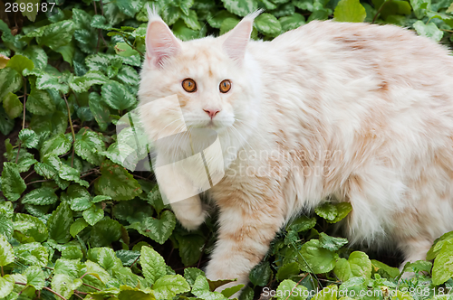 Image of Curious Maine Coon