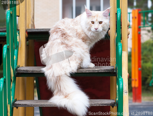 Image of Maine Coon on stair