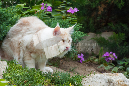 Image of Maine Coon and violet flowers