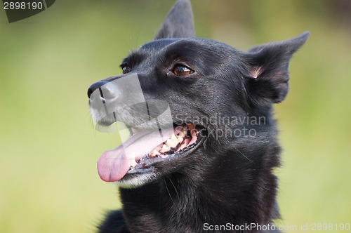 Image of Black dog portrait