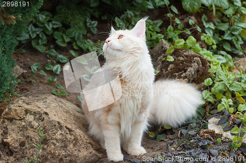 Image of Maine Coon looking up