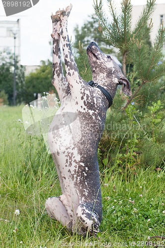 Image of Xoloitzcuintle - hairless mexican dog  stand on rear leg