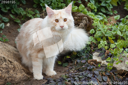 Image of Maine Coon