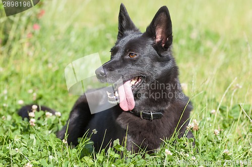 Image of Dog lying on the grass