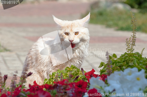 Image of Maine Coon