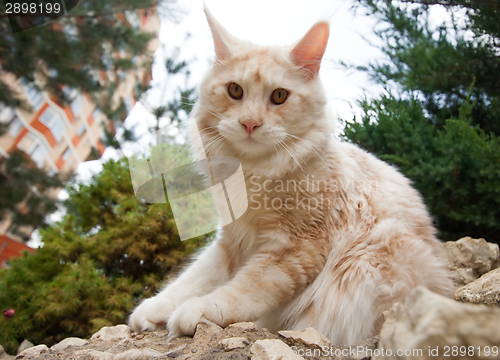 Image of Maine Coon
