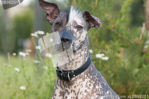 Image of Xoloitzcuintle - hairless mexican dog portrait