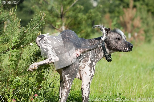 Image of Xoloitzcuintle - hairless mexican dog portrait