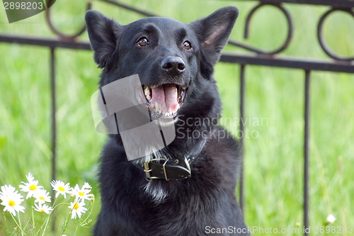 Image of Black dog near the fence