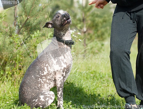 Image of Obedient xoloitzcuintli. Listen the order