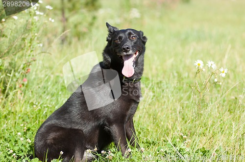 Image of Dog sits on lown