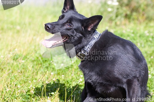 Image of Dog scratching