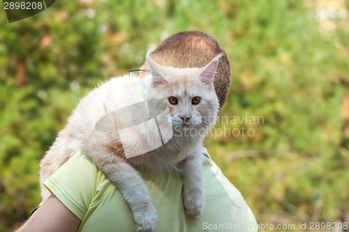 Image of Maine Coon