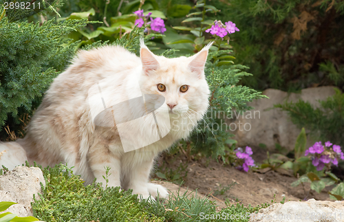 Image of Maine Coon and violet flowers
