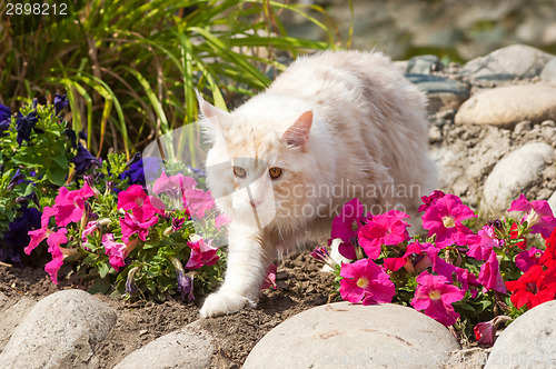 Image of Maine Coon