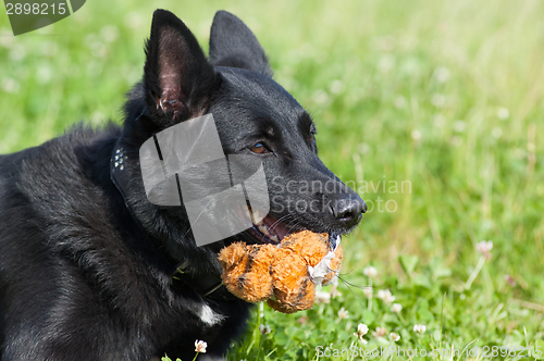 Image of Dog with toy