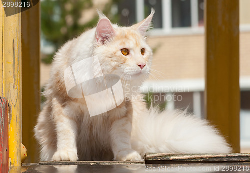 Image of Maine Coon