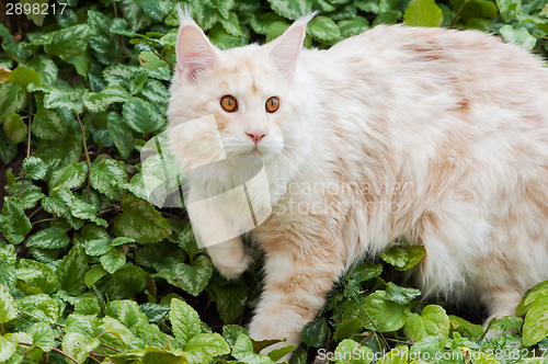 Image of Maine Coon