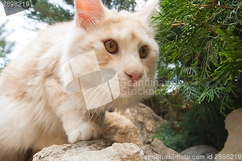 Image of Wide angle close up Maine Coon