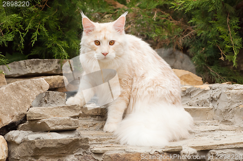 Image of Maine Coon sitting