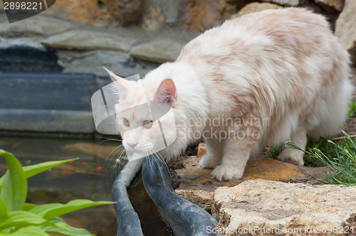 Image of Maine Coon near the water pond