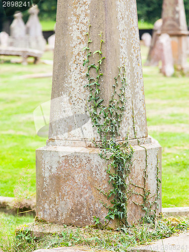 Image of Very old gravestone with green leaves