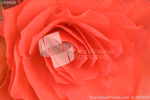 Image of  red rose background
