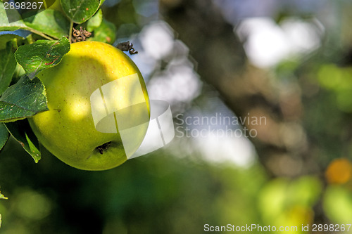 Image of apple on a  tree