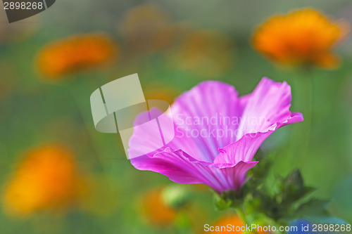 Image of mallow flower