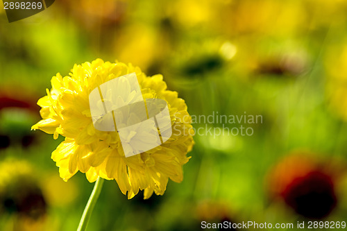 Image of Tagetes