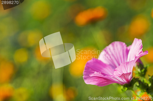 Image of mallow flower