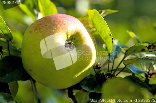 Image of apple on a  tree