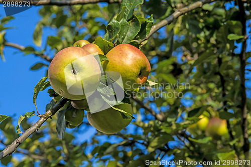 Image of apple on a  tree