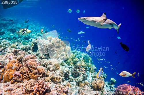 Image of Tropical Coral Reef.