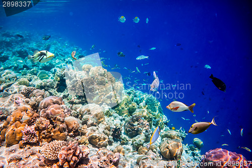 Image of Tropical Coral Reef.