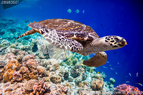 Image of Hawksbill Turtle - Eretmochelys imbricata