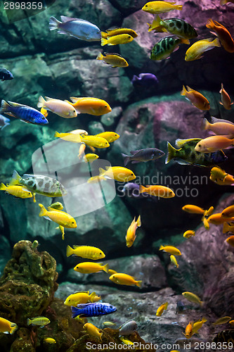 Image of fishes.