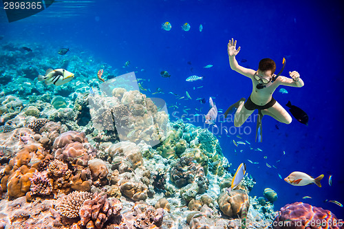 Image of Snorkeler Maldives Indian Ocean coral reef.