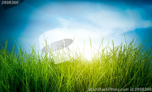 Image of Spring green grass