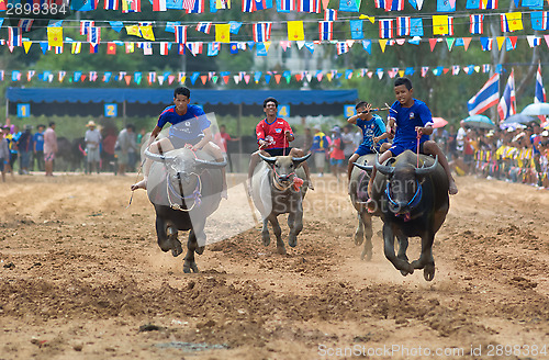 Image of Water buffalo racing in Pattaya, Thailand