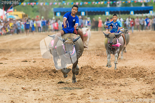 Image of Water buffalo racing in Pattaya, Thailand