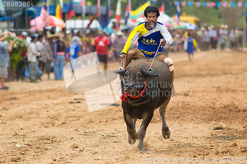 Image of Water buffalo racing in Pattaya, Thailand