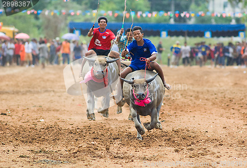 Image of Water buffalo racing in Pattaya, Thailand